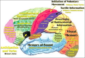 brain usage