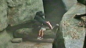 gorilla saved boy