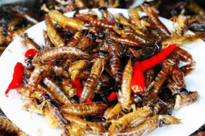 insects we can eat