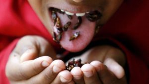 insects we can eat
