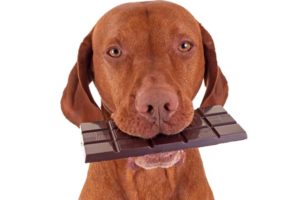 harmful foods for dogs and cats