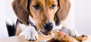 harmful foods for dogs and cats