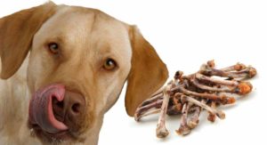 harmful foods for dogs and cats