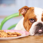 harmful foods for dogs and cats