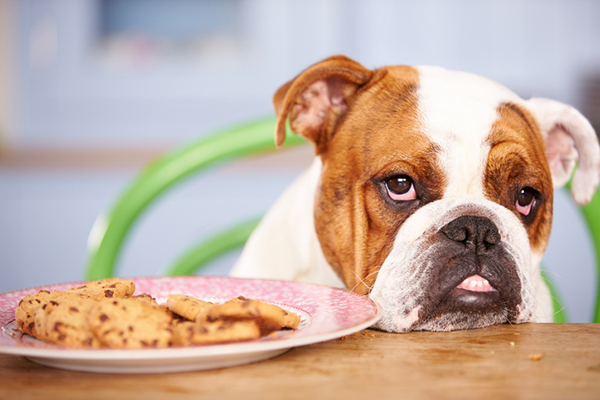 harmful foods for dogs and cats