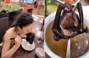 Chinese bat soup