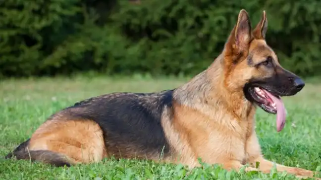 10 Smartest Dog Breeds
