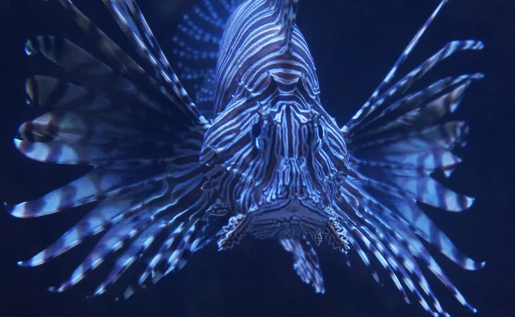 10 Weirdest Deep Sea Creatures