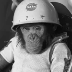 10 Animals That Have Been to Space