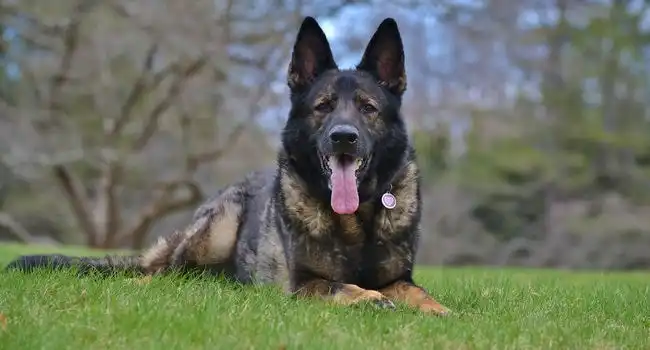 Top 10 Best Guard Dogs For Protection 