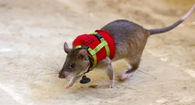 Top 10 Most Intelligent Animals in The World