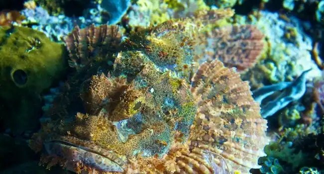 10 Animals That Can Change Color and Camouflage