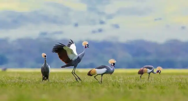 10 of The Biggest Birds in The World