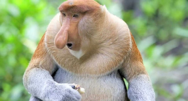 10 Weirdest Looking Animals in The World