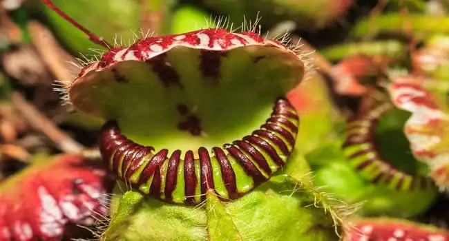 Top 10 Weird and Unique Plants